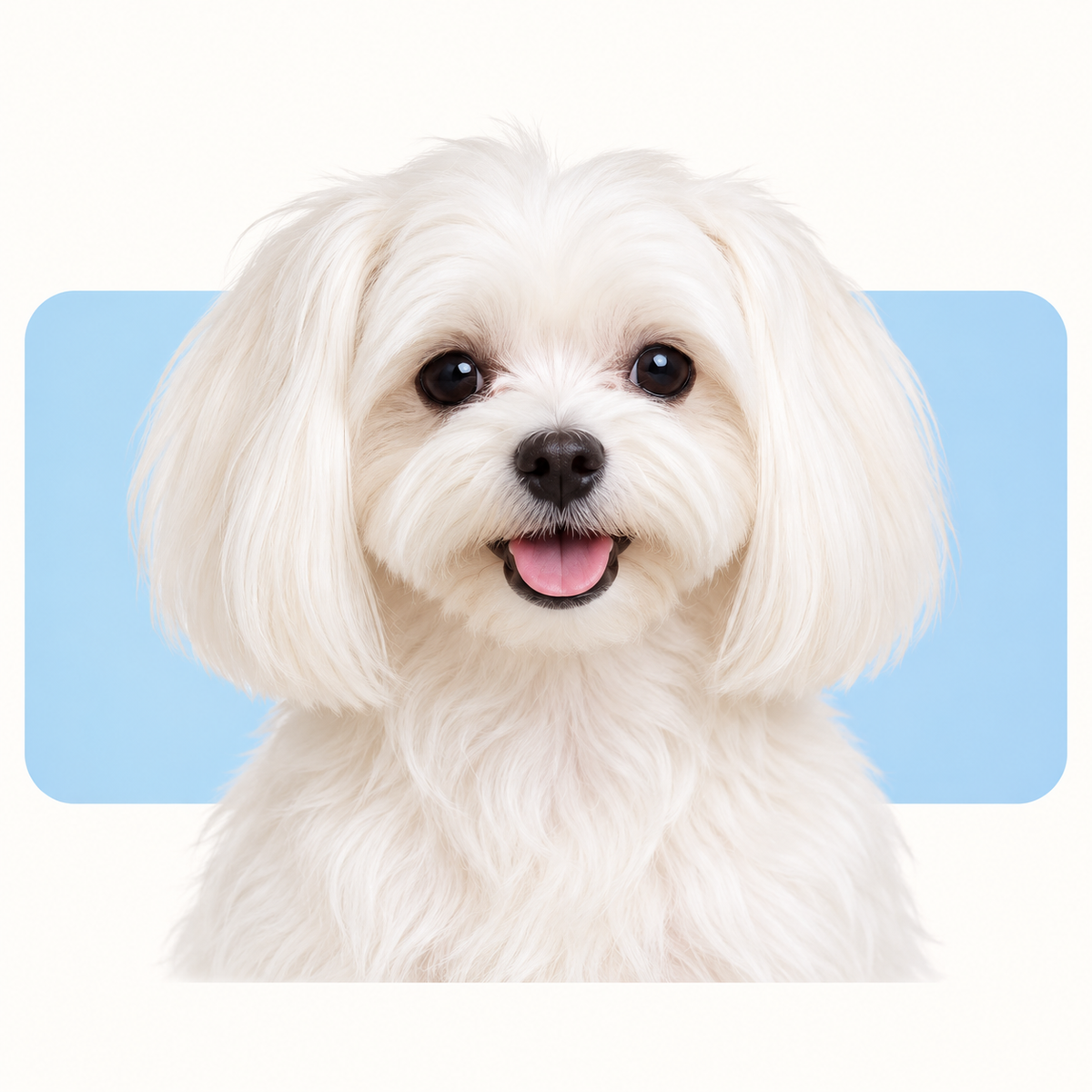Bichón maltés con fondo azul suave — línea Holy Dog